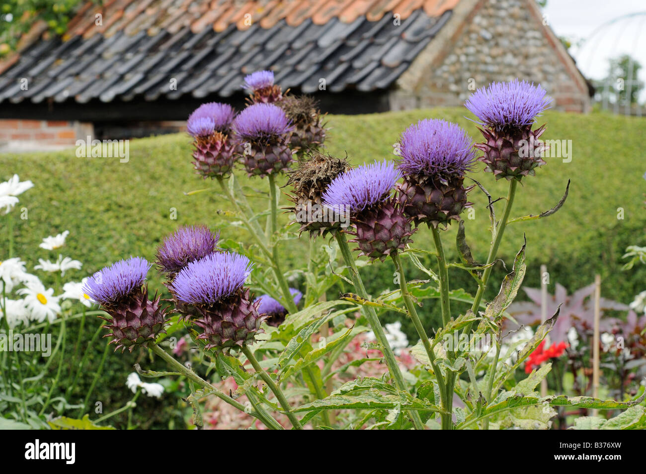 Cardoons grown for decorative effect in a cottage garden Norfolk UK August Stock Photo