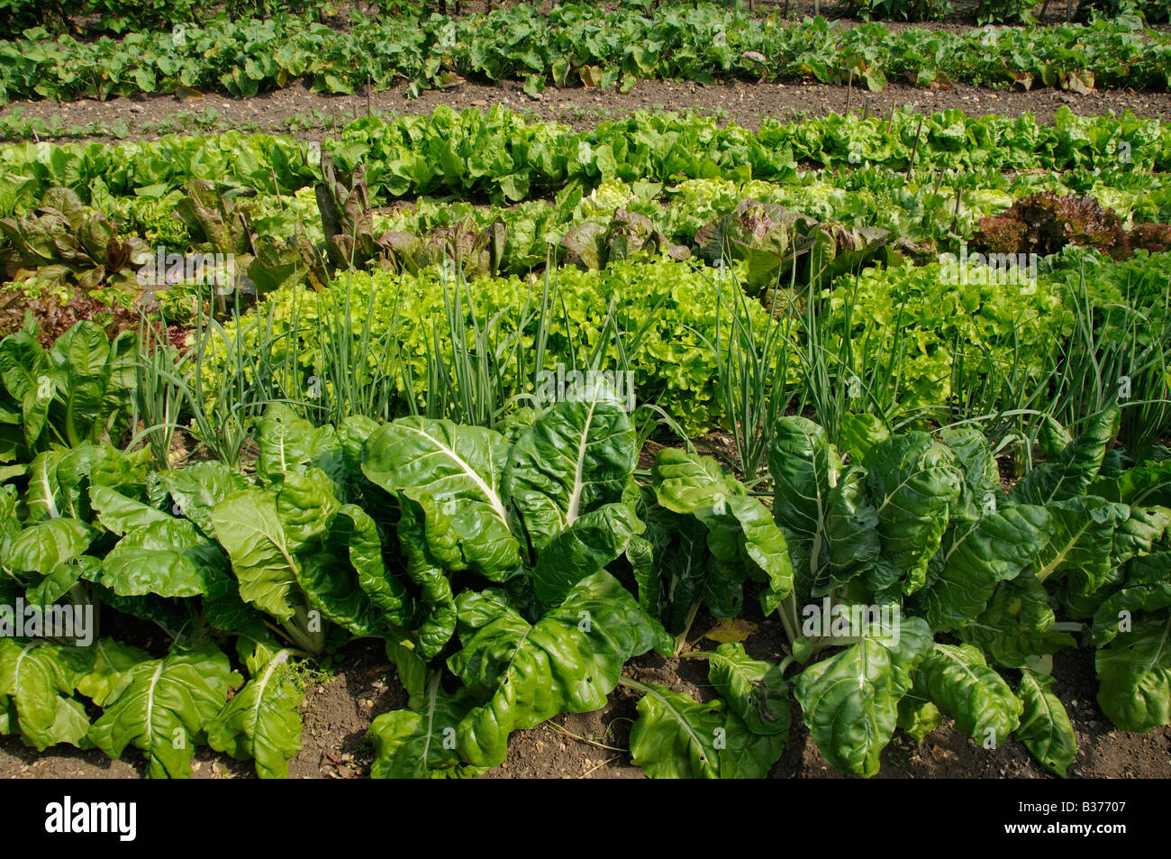 Swiss Chard lettuce and salad crops in a summer vegetable plot UK July Stock Photo