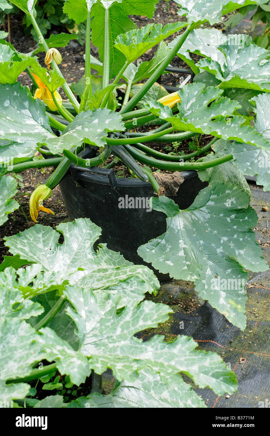 Growing courgettes in containers hires stock photography and images