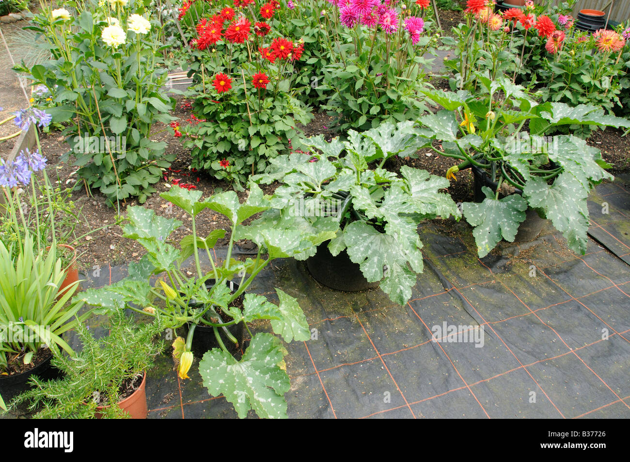 Growing courgettes in containers hires stock photography and images