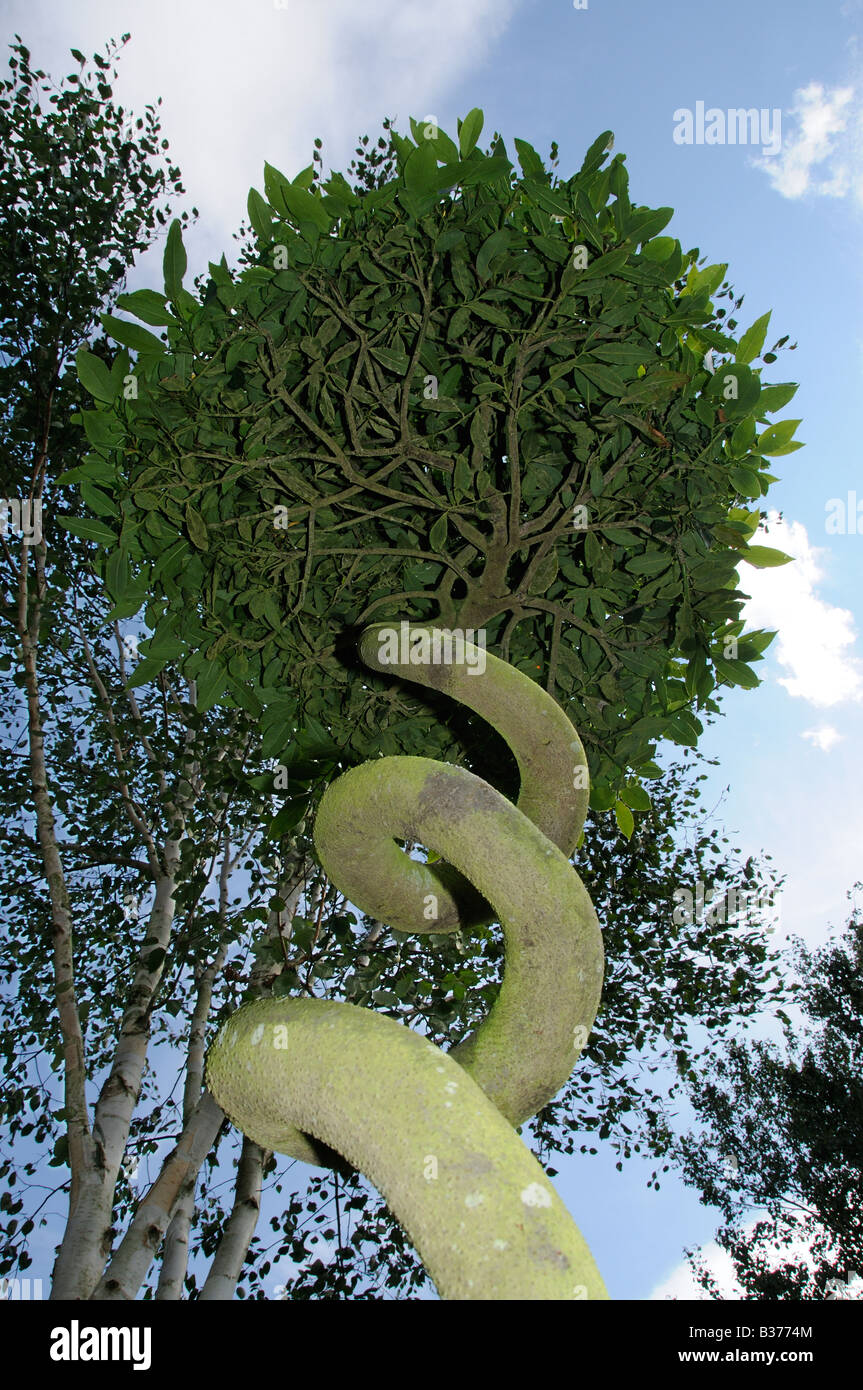 Bay tree - Laurus nobilis - with trunk trained into a corkscrew shape Norfolk Uk August Stock Photo