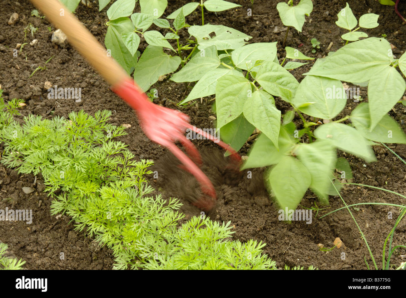 Using A Hand Cultivator To Till Soil Between Carrots Nanco French