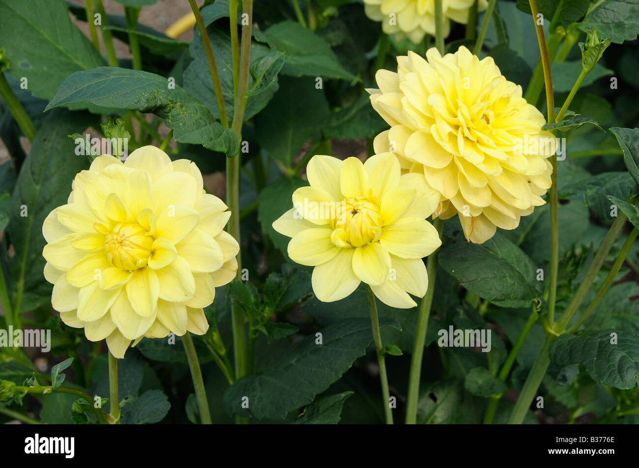 Dahlia Glory Van heemstede flowering in summer UK July Stock Photo