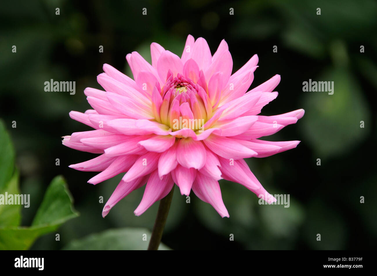 Dahlia pipers pink flowering in summer UK July Stock Photo