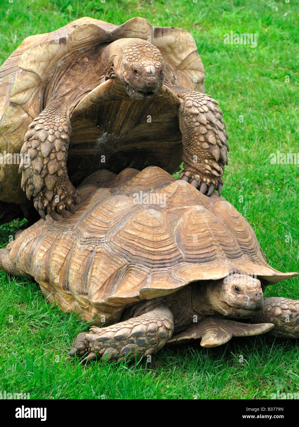 Reptile mating hires stock photography and images Alamy