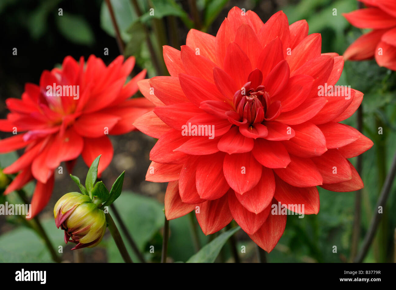 Dahlia taratahi ruby flowering in summer UK July Stock Photo