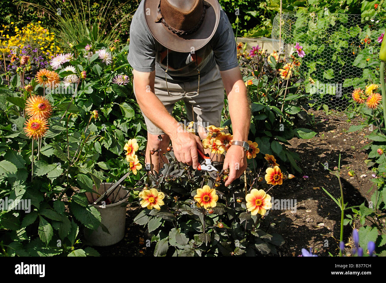 Gardener dead heading dahlias in a summer garden UK July Stock Photo
