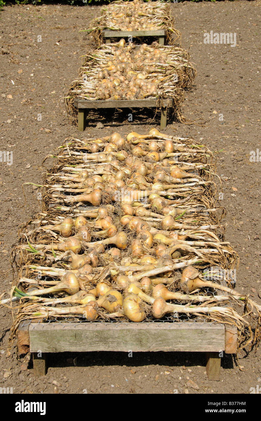Maincrop Onions being dried on frames in large garden Norfolk UK July Stock Photo