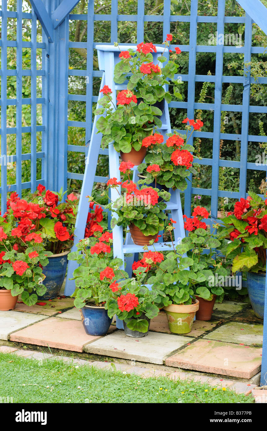 Rustic Garden Geranium feature in pergola plants in full bloom on blue painted wooden stepladder UK August Stock Photo