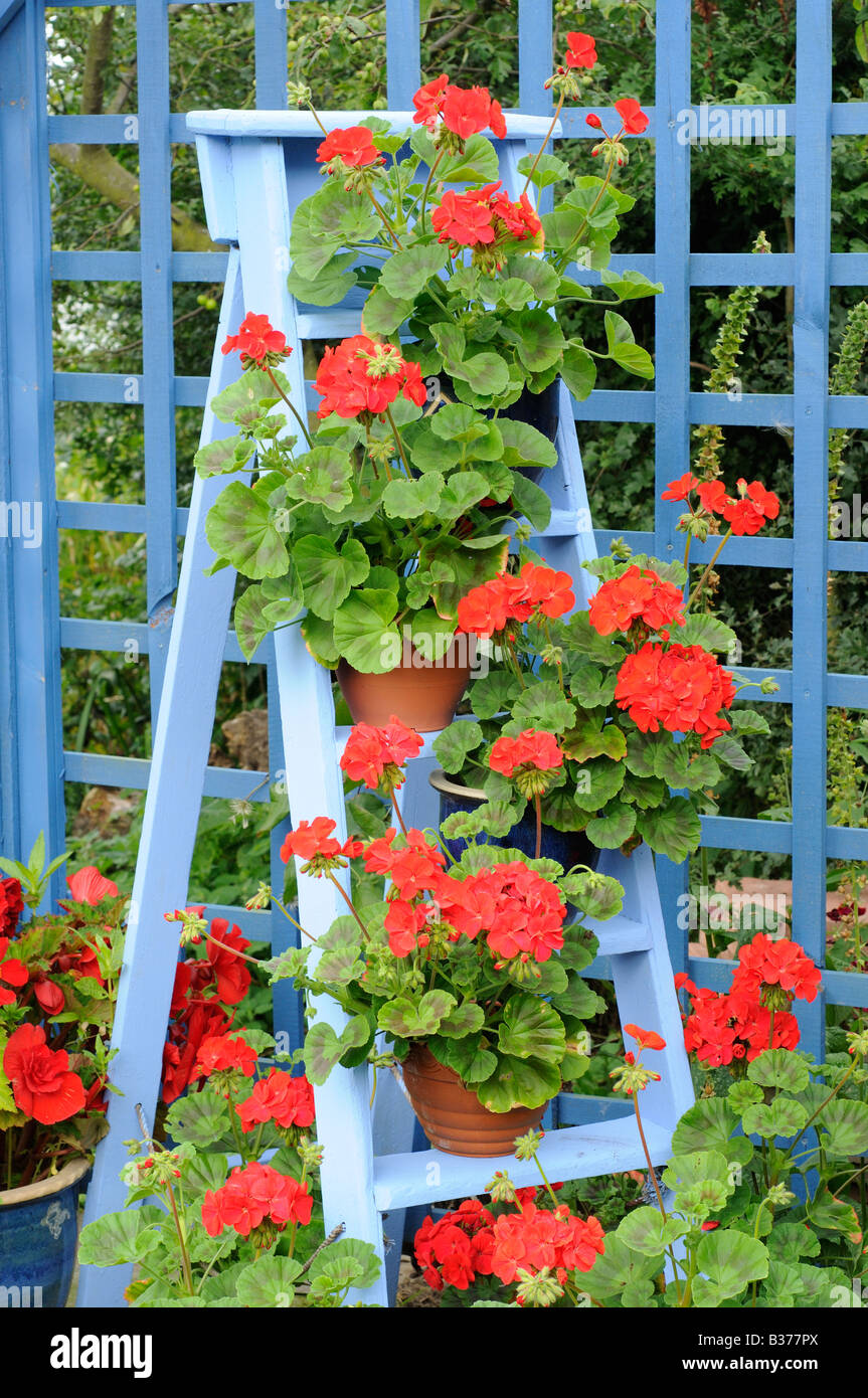 Rustic Garden Geranium feature in pergola plants in full bloom on blue painted wooden stepladder UK August Stock Photo