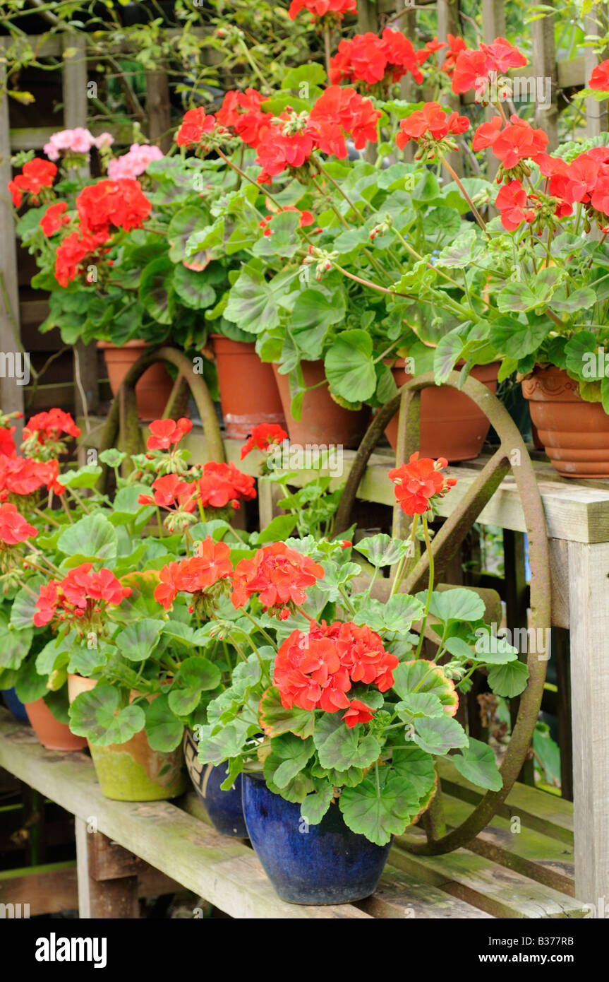 Geraniums on wooden display terrace Norfolk UK August Stock Photo