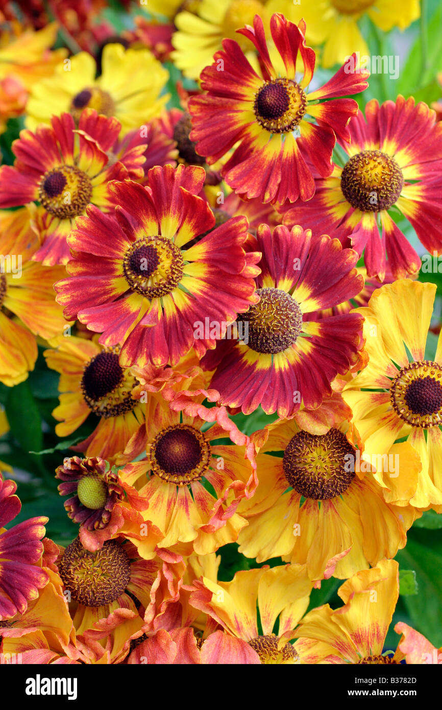 HELENIUMS MAKE EXCELLENT CUT FLOWERS CLASSIC VARIETIES ALL FROM KARL FOERSTER Stock Photo