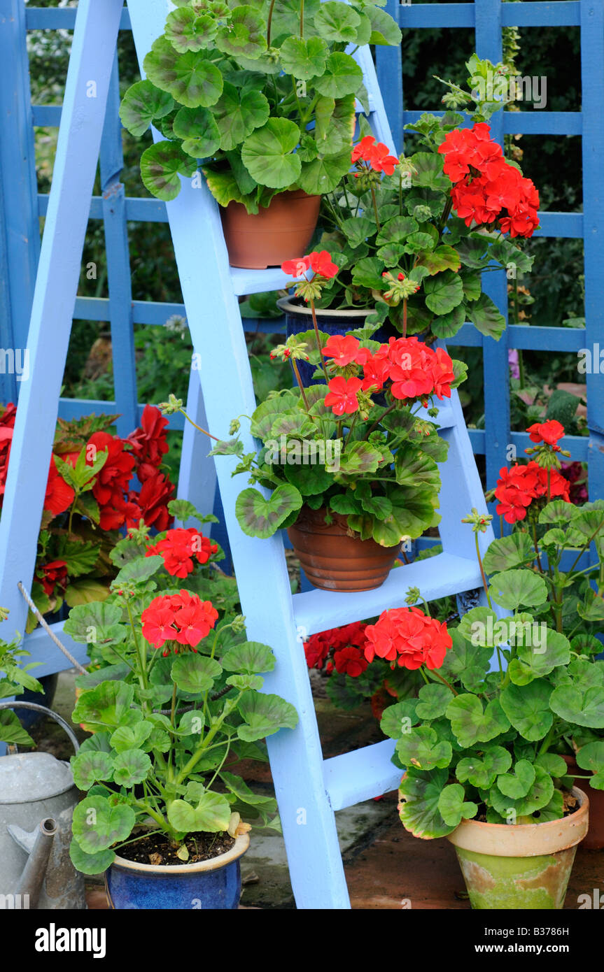 Rustic Garden Geranium feature plants in full bloom on blue painted wooden stepladder UK August Stock Photo