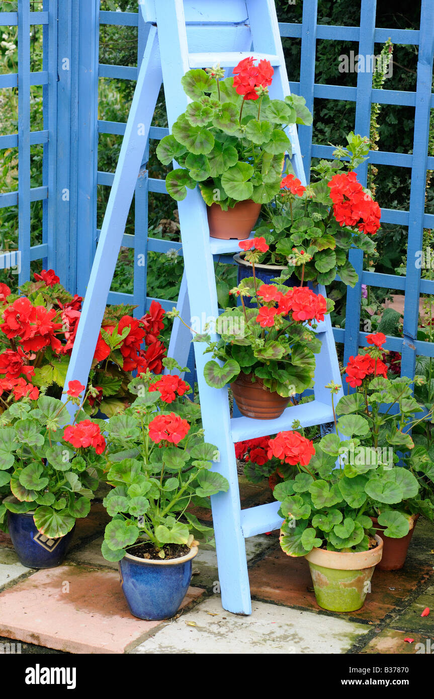Rustic Garden Geranium feature plants in full bloom on blue painted wooden stepladder UK August Stock Photo