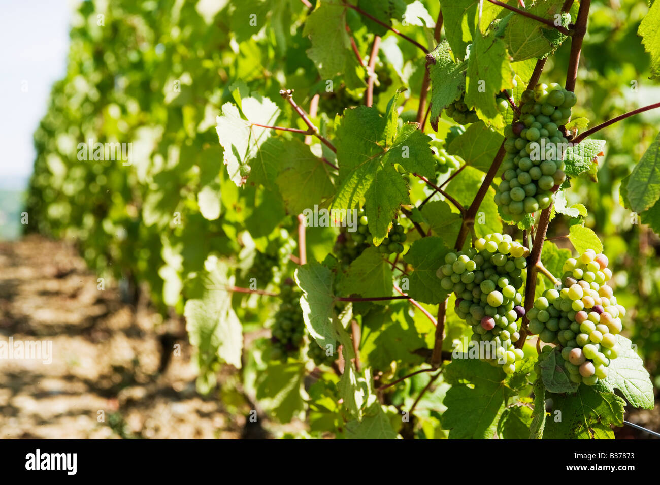 pinot noir grapes ripening in august chavot france Stock Photo