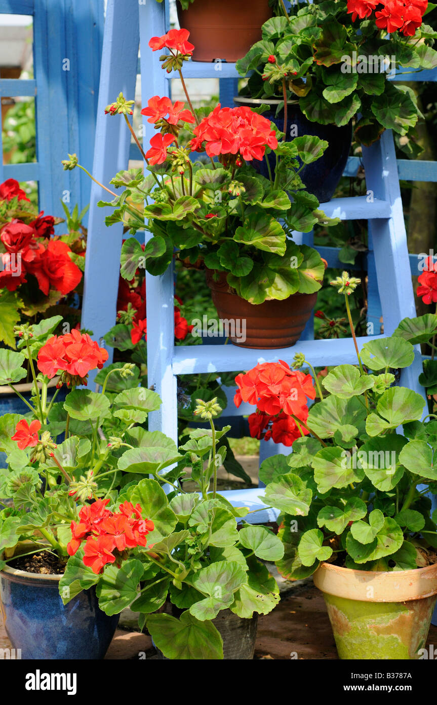 Rustic Garden Geranium feature plants in full bloom on blue painted wooden stepladder UK Auguist Stock Photo