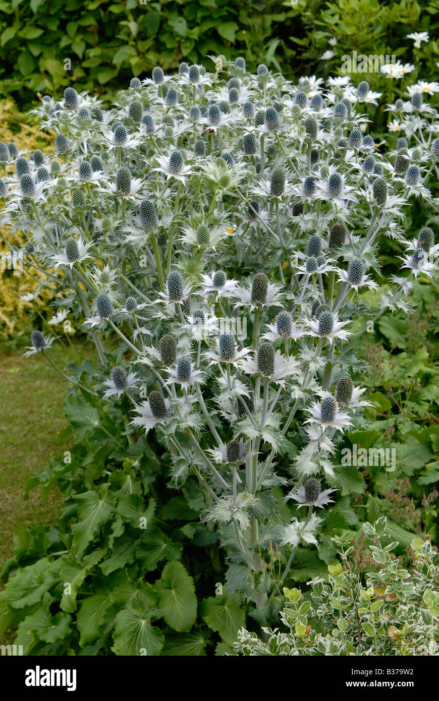 An clump of Eryngium giganteum, "Miss Willmott's Ghost", plants in an