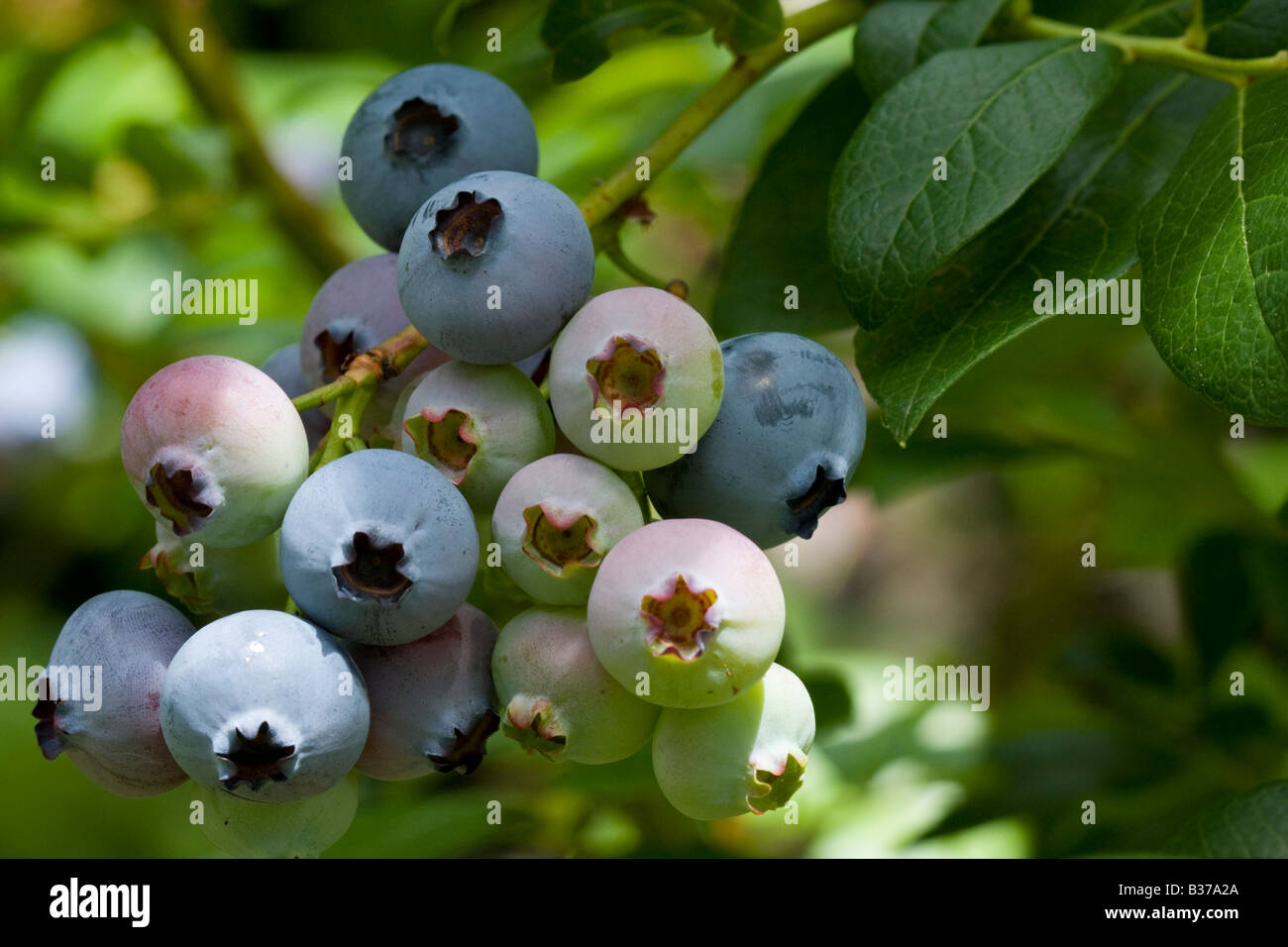 Ripening Highbush Blueberries Halifax, Nova Scotia, Canada Stock