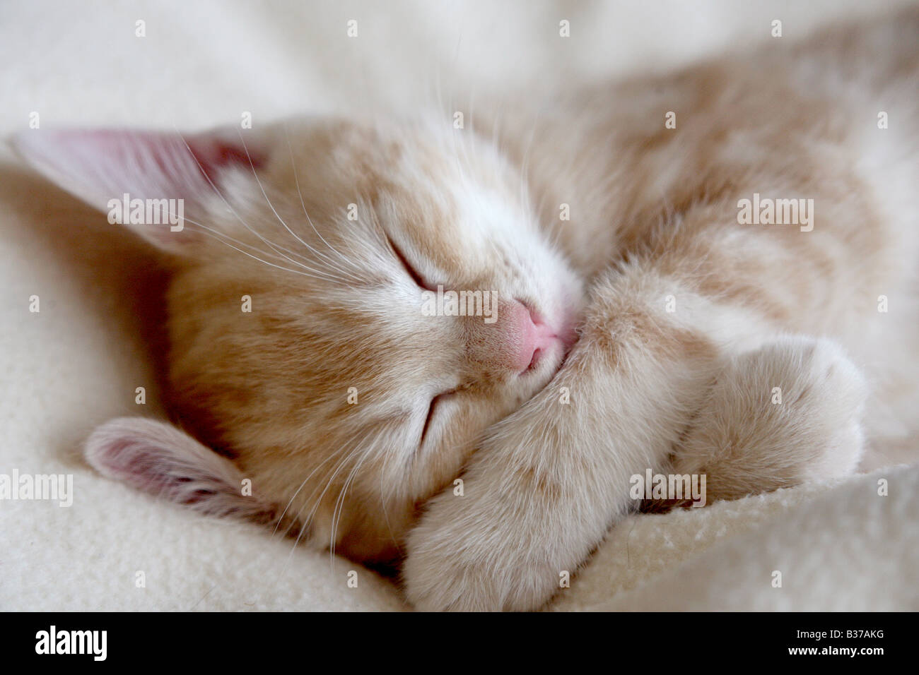A 9 week old cream and ginger kitten sleeping on a blanket Stock Photo