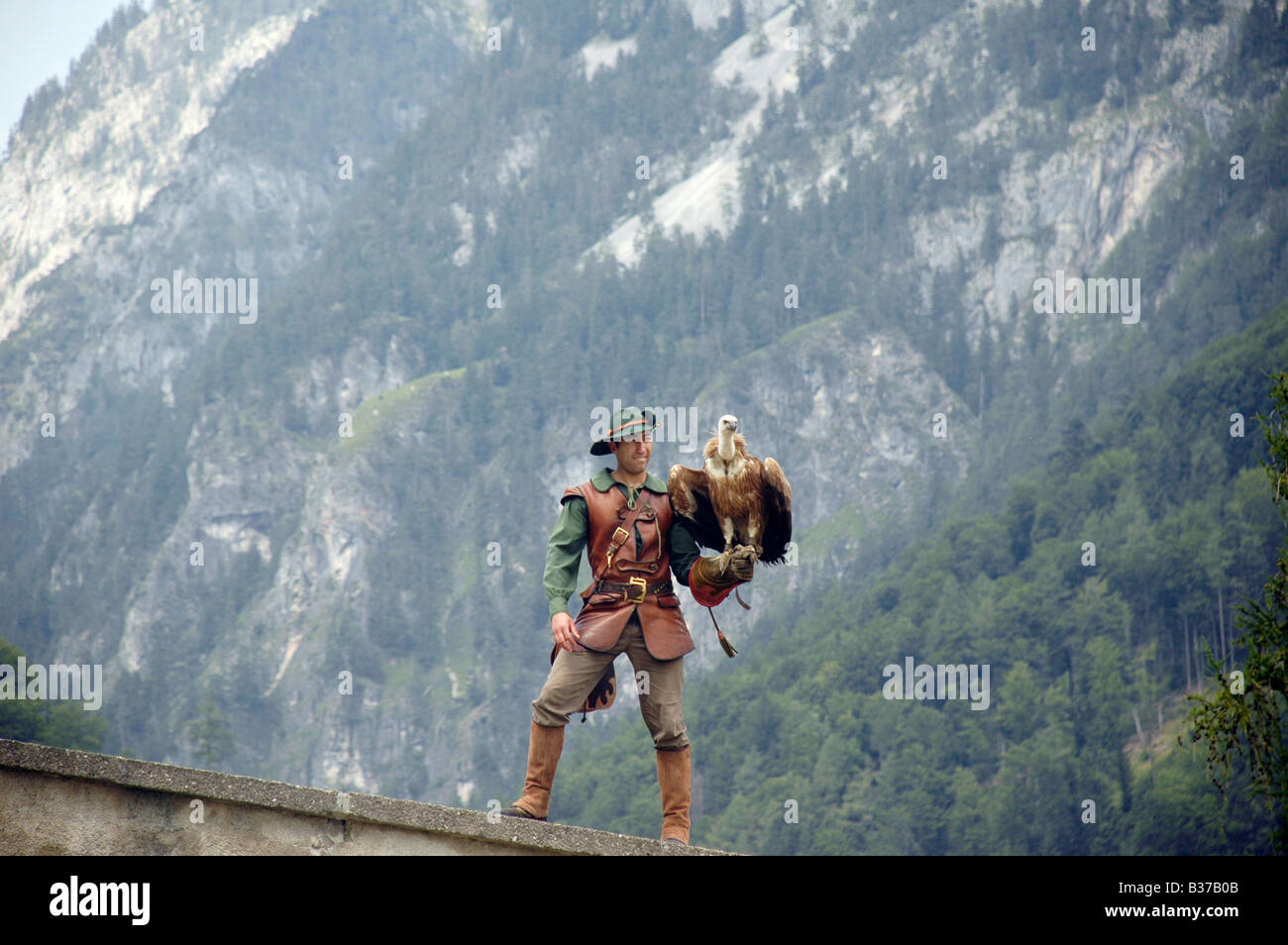 Austria County of Salzburg Hohenwerfen Castle Birds of Prey Show falconer with a Griffon Vulture Stock Photo