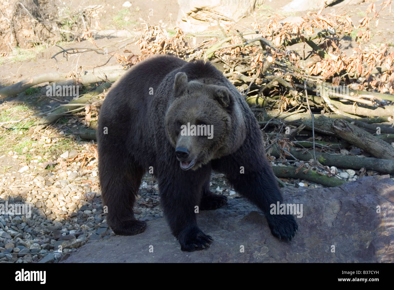 kodiak bear on a rock Stock Photo