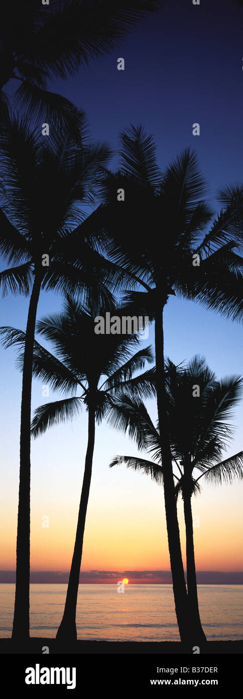 Beach and Palm Trees at Sunrise Stock Photo - Alamy