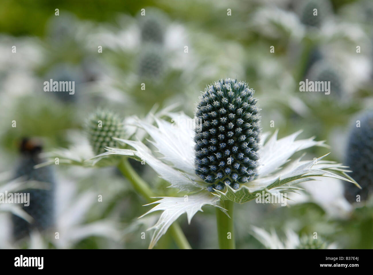 An clump of Eryngium giganteum, "Miss Willmott's Ghost", plants in an English garden in summer