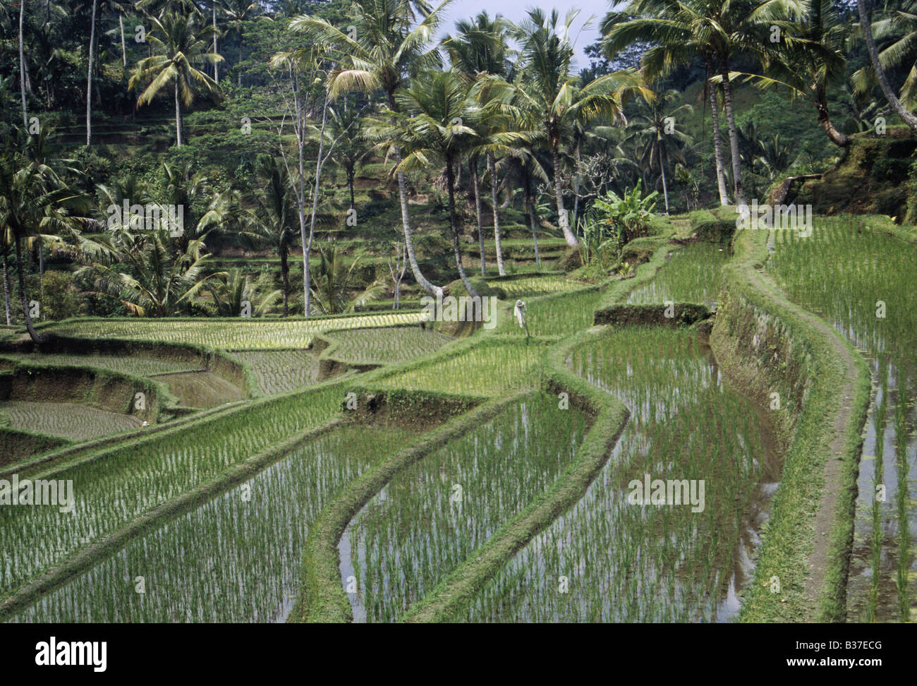 Ubud Rice Patty Rice paddy terraces, Guning Kawi, Ubud, Bali, Indonesia, Asia Stock ...