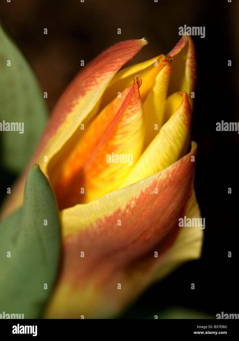 Tulip poster in focus hi-res stock photography and images - Alamy