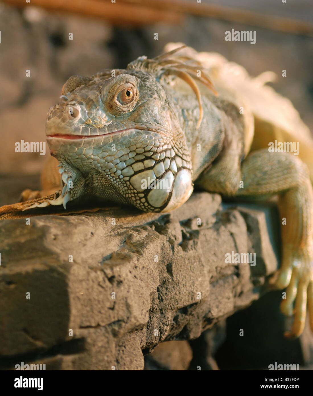 The lizard Wild animals An aquarium wild animals Stock Photo Alamy