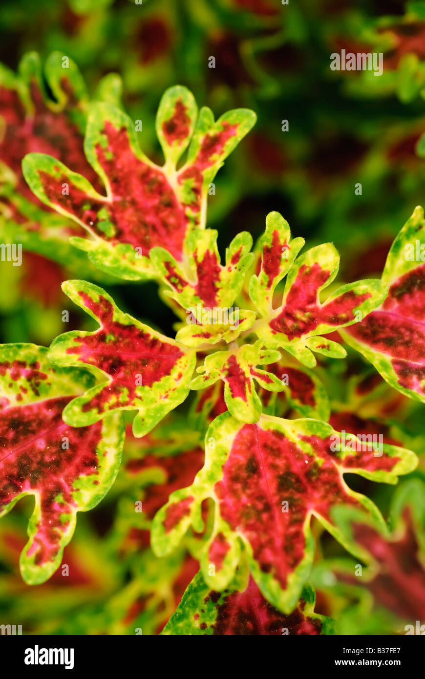 Coleus wisley tapestry hires stock photography and images Alamy