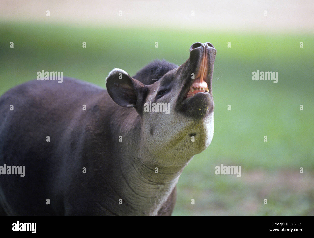 A rain forest tapir sniffs for danger in Canaima National park in the Gran Sabana region in Bolivar State in Venezuela Stock Photo