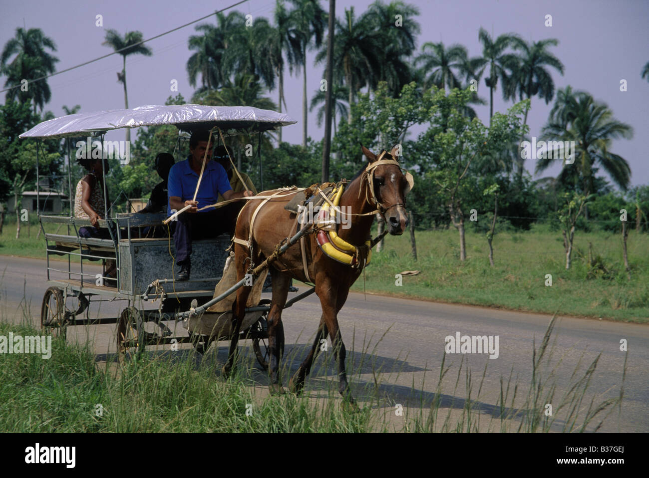 Typical rural transport Horsedrawn carriage Driver passengers cienfuegos cuba Stock Photo