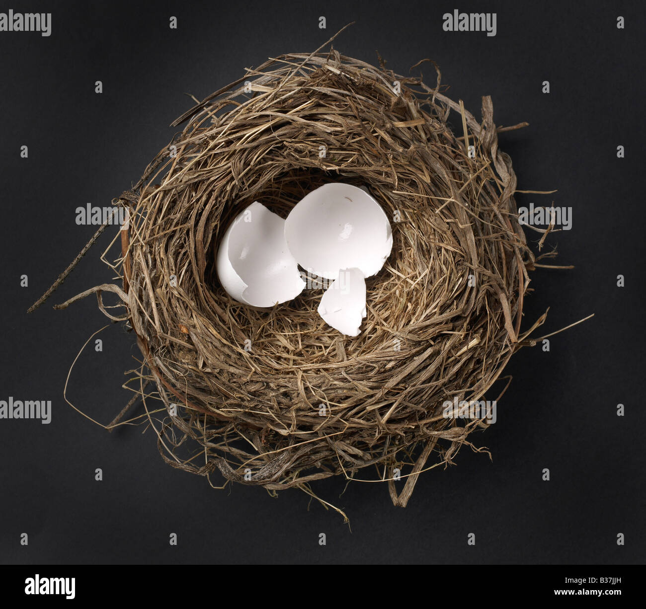 Birds nest Stock Photo