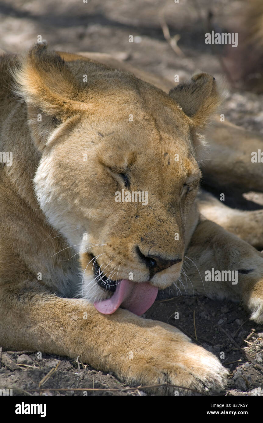 Lioness (Panthera leo) licking its paw clean, Ndutu, Ngorongoro, Tanzania Stock Photo