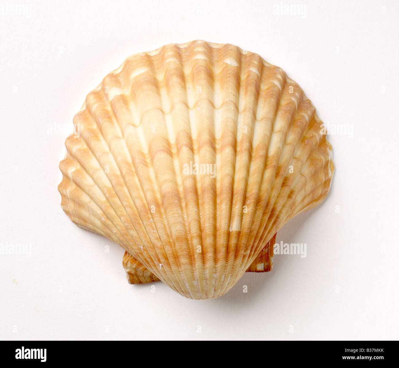 Seashell Seashell mollusk Stock Photo