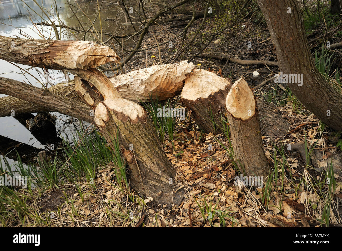 Castor marks on a tress at the banks of the river aare in Bern Stock Photo