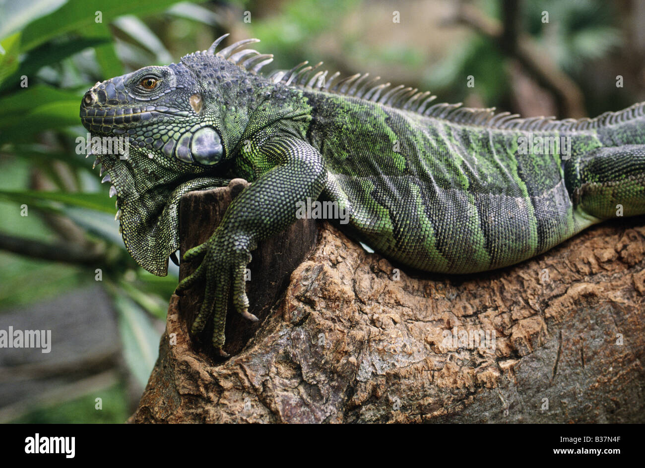 Green iguana reptile Markings on skin RIMBA REPTILE PARK BALI INDONESIA ...