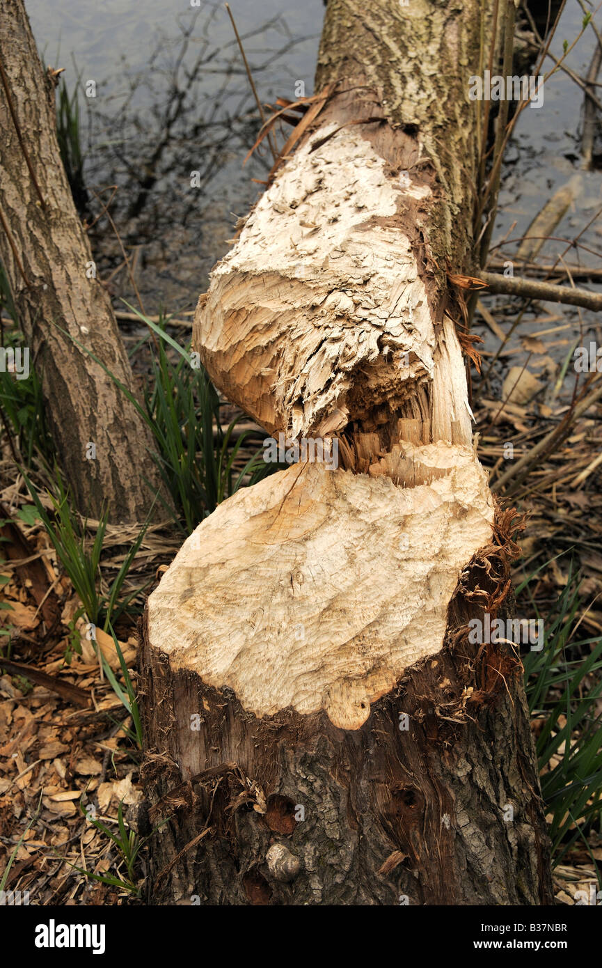 Castor marks on a tress at the banks of the river aare in Bern Stock Photo