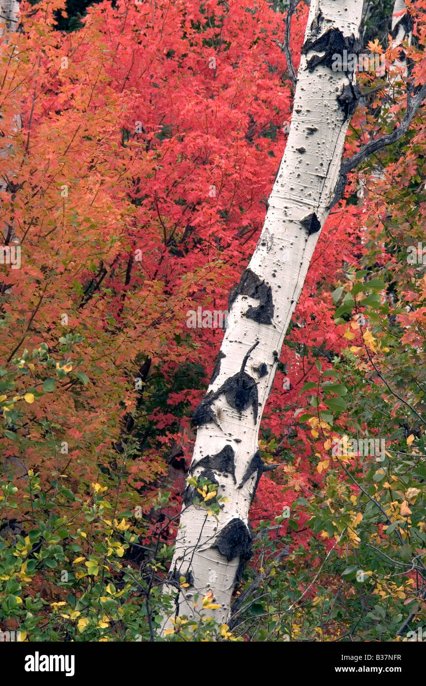 Stand of White Bark Trees in Autumn with turning red orange yellow leaves Cottonwood Aspen Tree