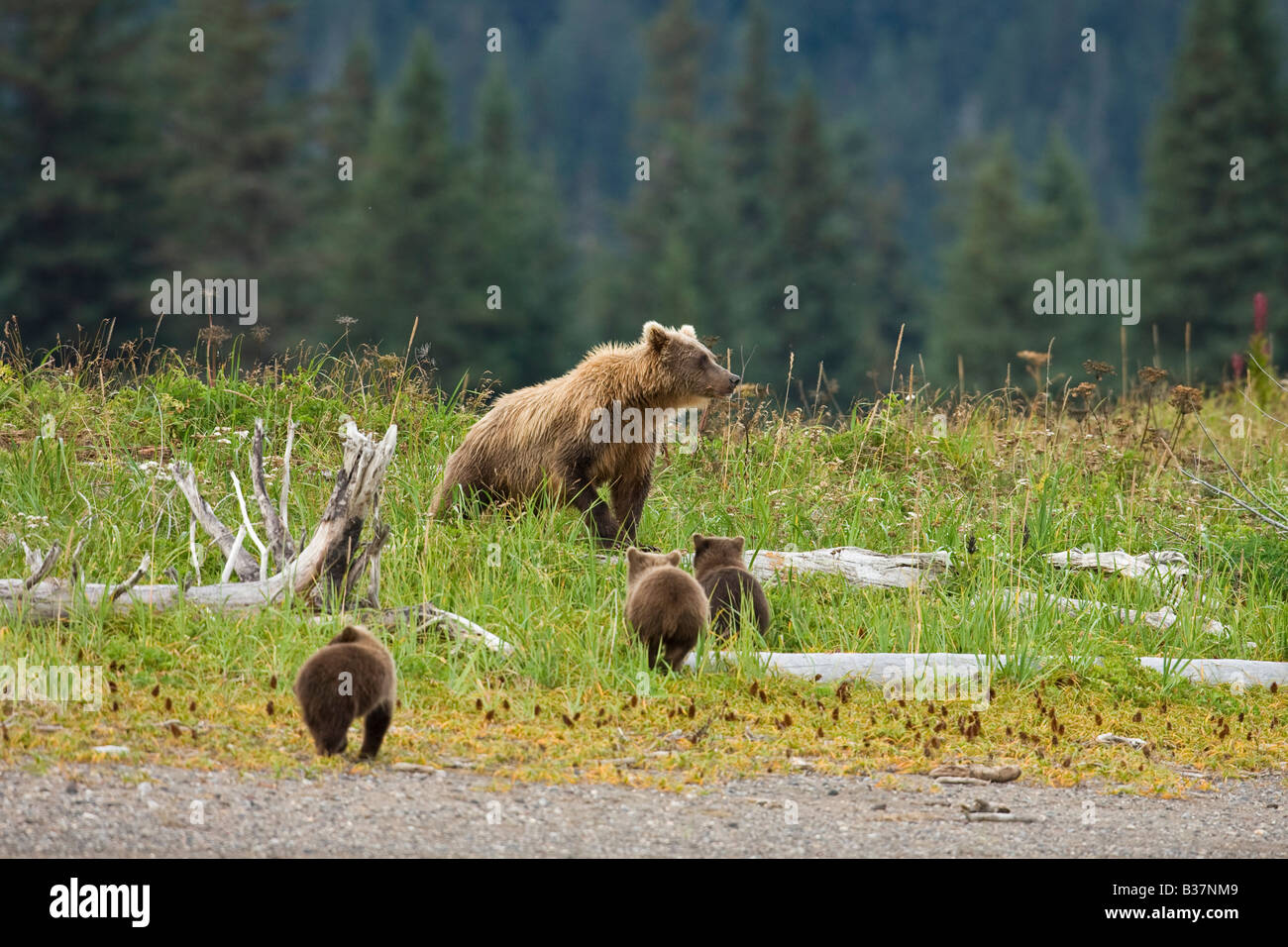 Brown Bear (Ursus arctos) sow with cubs Stock Photo