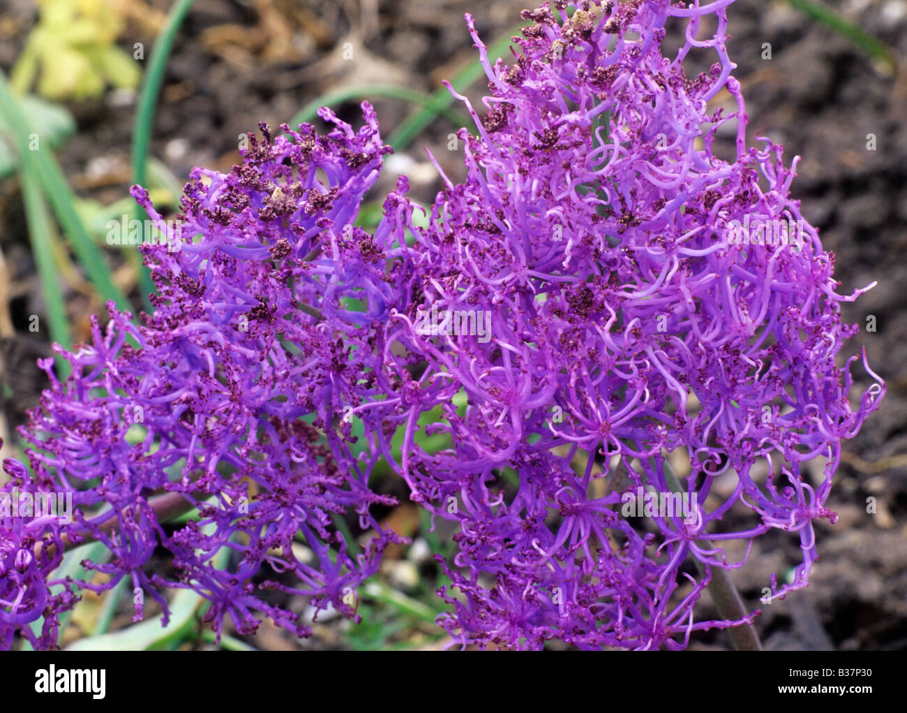 Muscari comosum 'Plumosum' purple flower garden plant Stock Photo