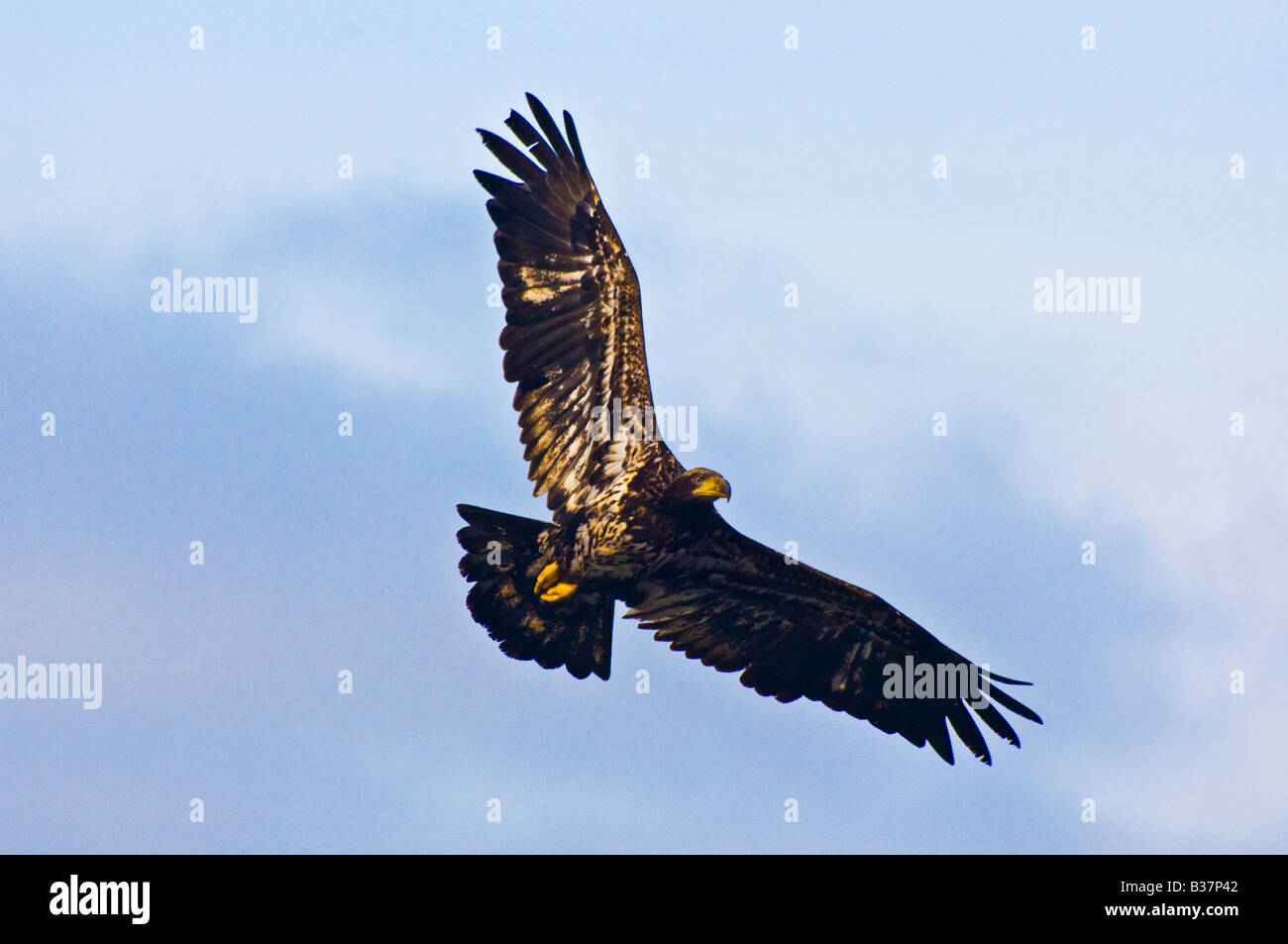 Juvenile Bald Eagle soars over Olympic National Park Washington Stock Photo