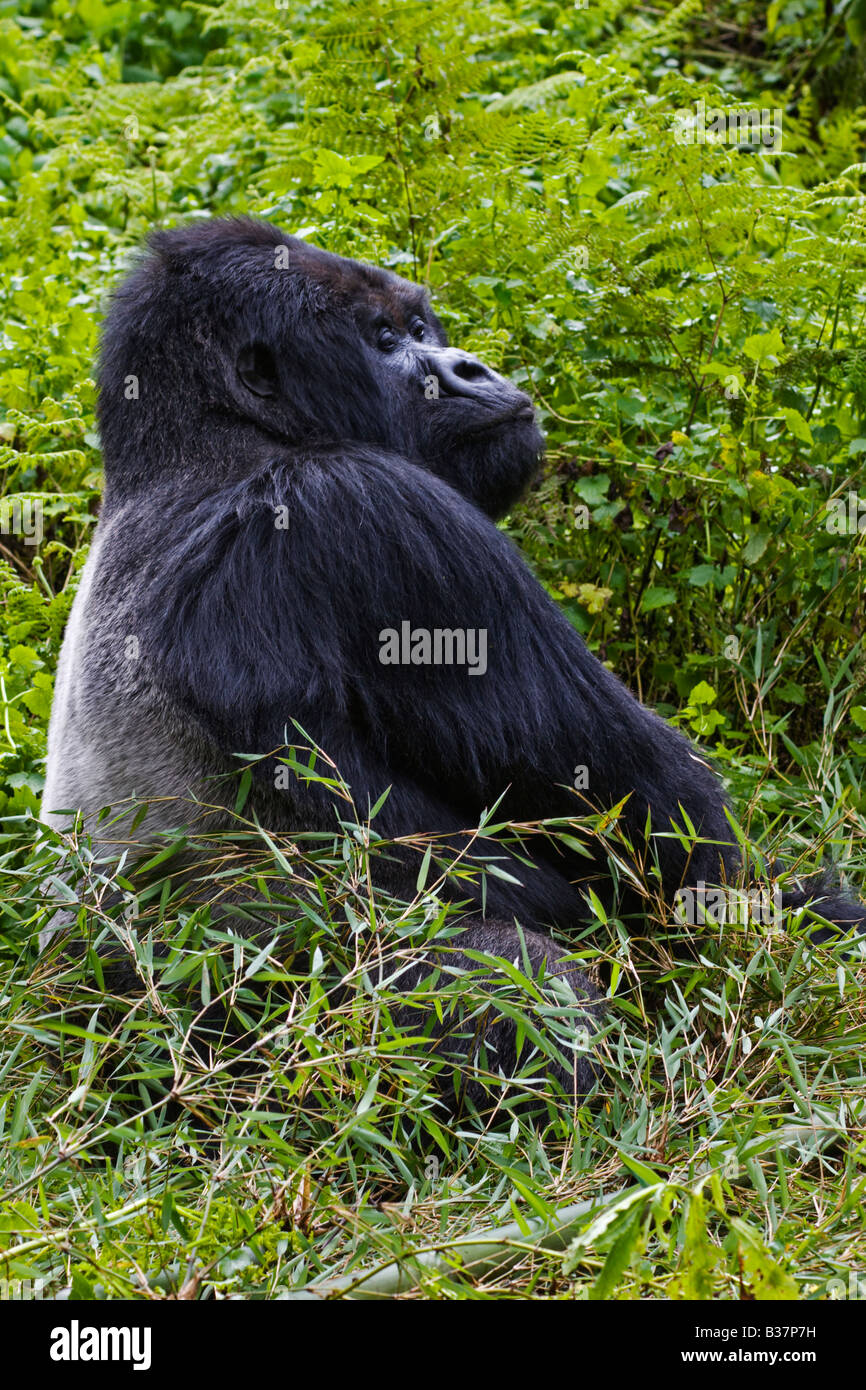 Silverback gorillas hi-res stock photography and images - Alamy