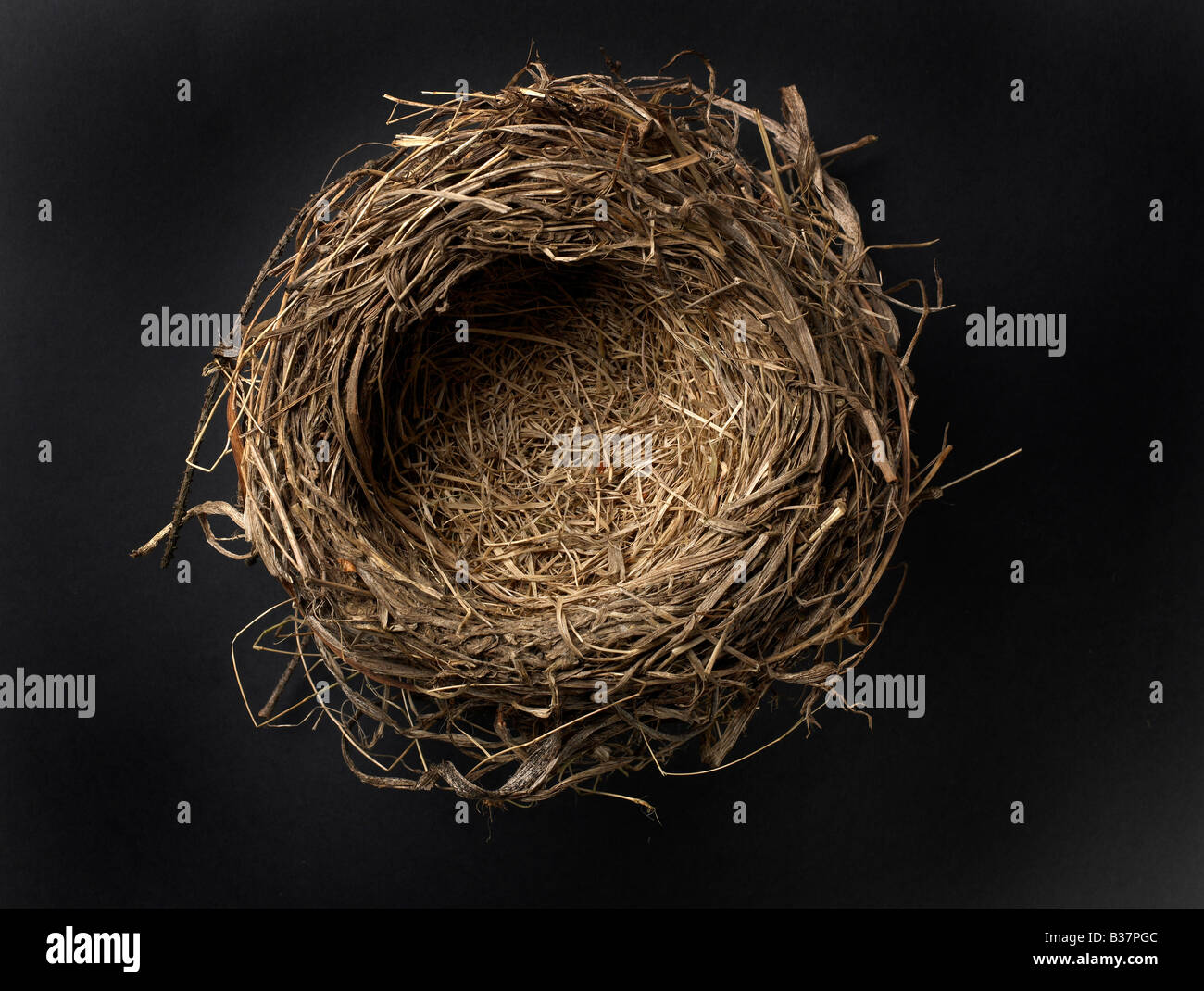 Birds nest Stock Photo