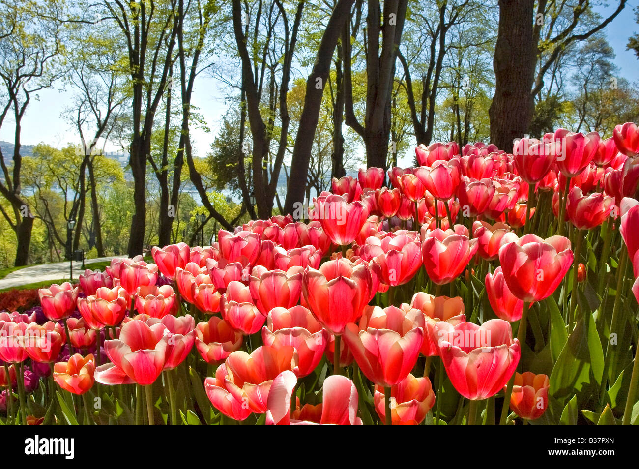 Tulips festival in Emirgan Park,istanbul,turkey Stock Photo Alamy