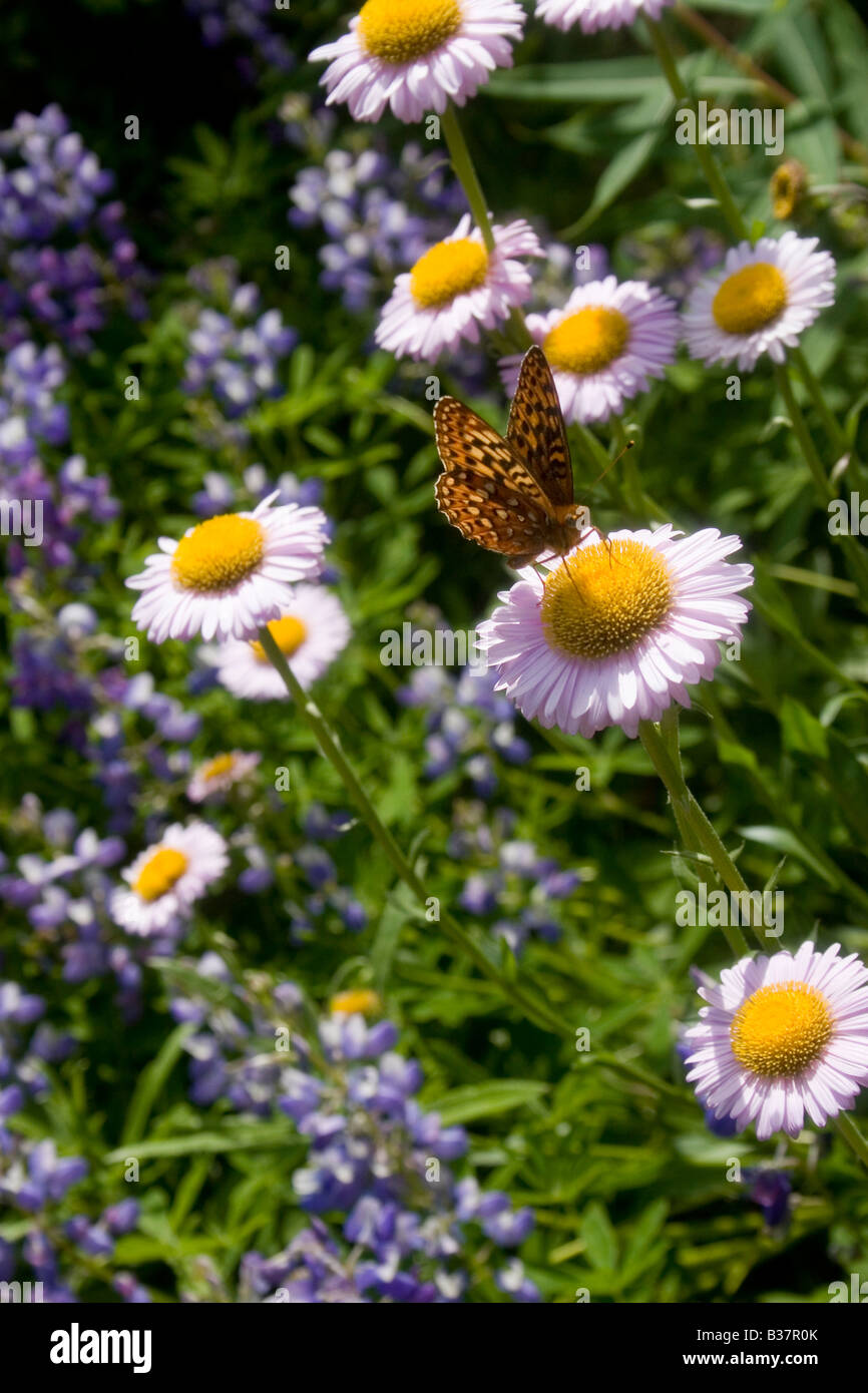 Wildflowers with moth Stock Photo