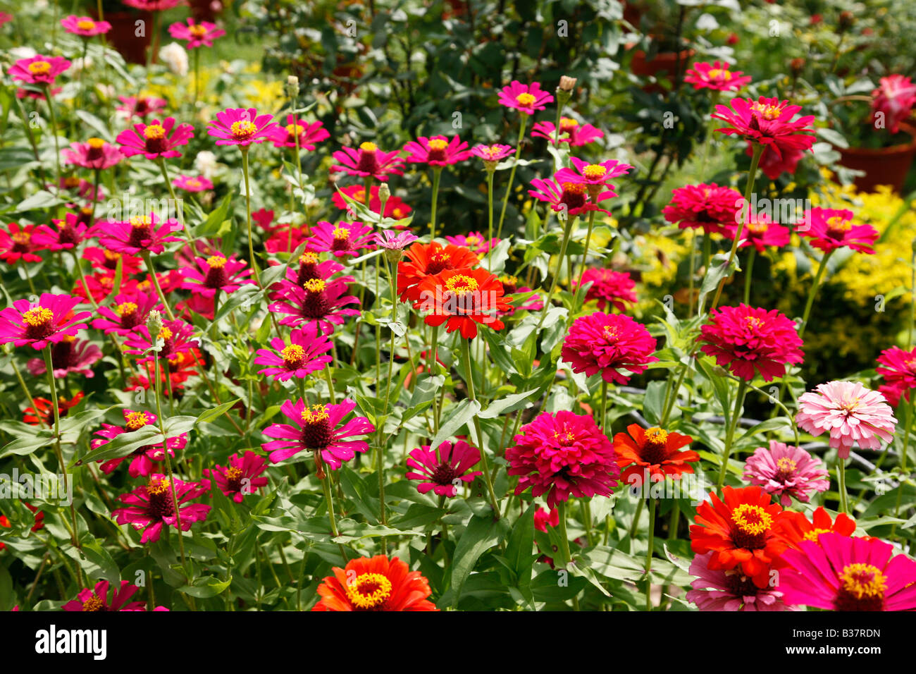 Xenia Flowers Stock Photo Alamy