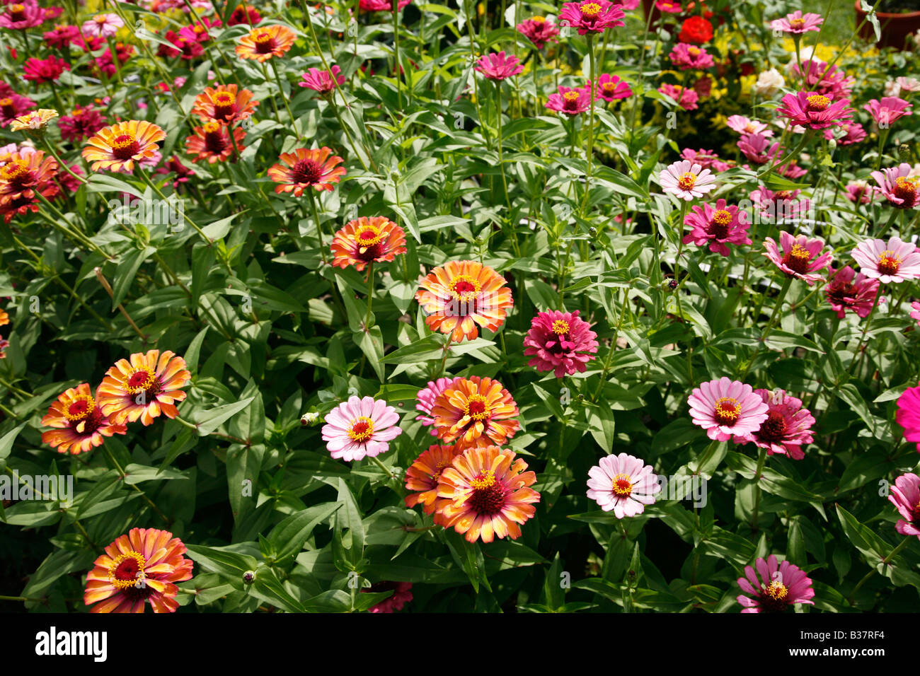 Xenia High Resolution Stock Photography and Images Alamy