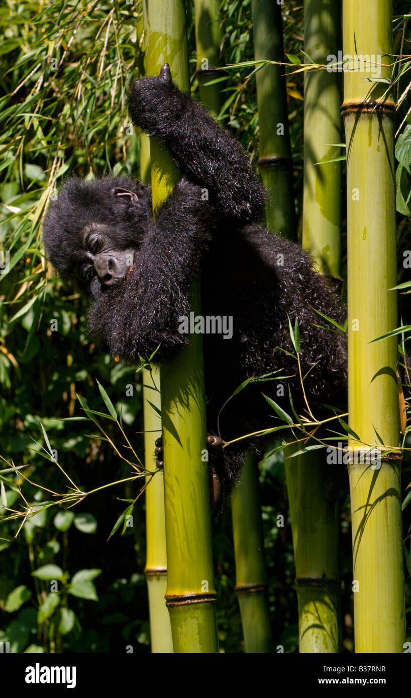 A baby MOUNTAIN GORILLA Gorilla beringei beringei climbs bamboo in PARK NATIONAL DE VOLCANS or VOLCANOES NATIONAL PARK RWANDA Stock Photo